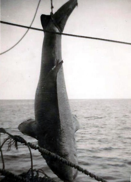 97-Pesce strano pescato dal Genepesca I in Groenlandia.jpg