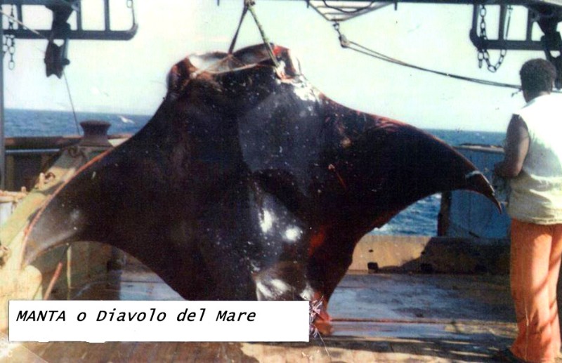 188) Pesca Atlantica - Cattura di una Manta o Diavolo del mare.jpg