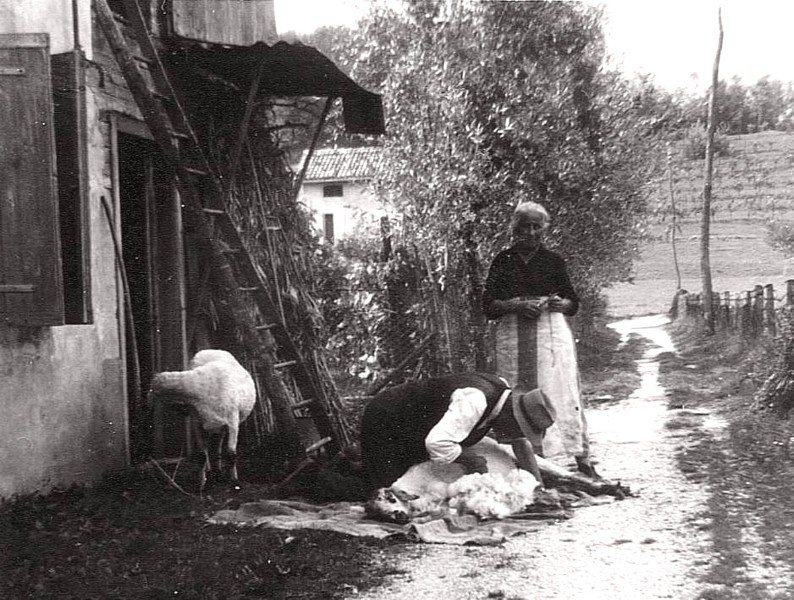 23) Bribano - Tosatura delle pecore..jpg