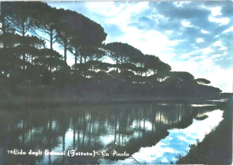 193) Lido degli Estensi - La pineta..jpg