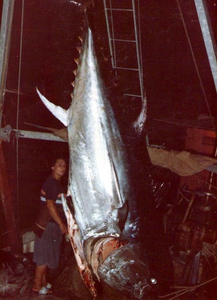 107-Porto Garibaldi-41 PESCATA MIRACOLOSA !!! furono pescati una quantita' enorme di TONNI  anni 1978-79.jpg