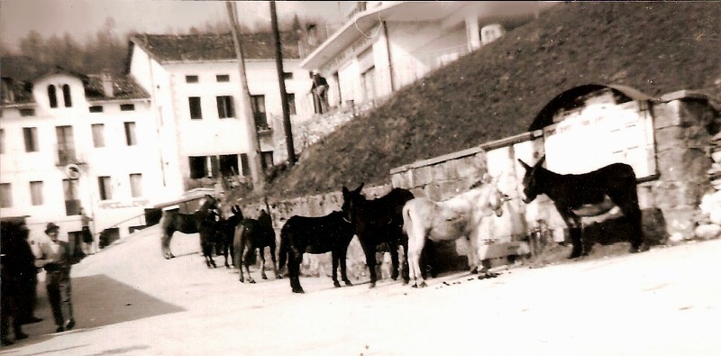 74-Asini, muli e cavalli cominciano ad arrivare in Piazzadi San Gregorio  il 1 Aprile 1966.jpg