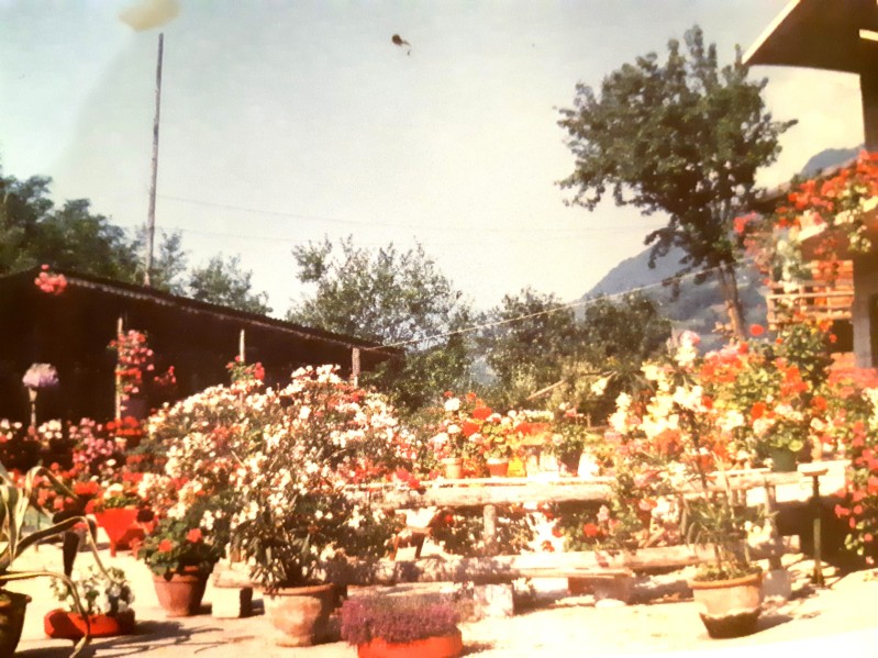 94-A inizio degli anni '70 va ricordata un'altra iniziativa, la mostra del vaso fiorito di cui se ne può ammirare una bella esposizione nella piazza del paese..jpg