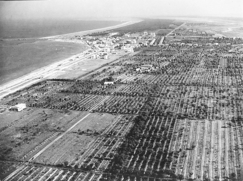 87d-Porto Garibaldi-In queste terre si coltivavano i vitigni che davano il vino di bosco ...unico vino rosso che si sposa con l'anguilla ai ferri. Anni '50..jpg