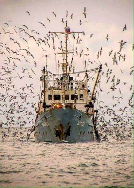 300b-Rientro dalla pesca a Porto Garibaldi con uno stuolo di gabbiani affamati al seguito..jpg